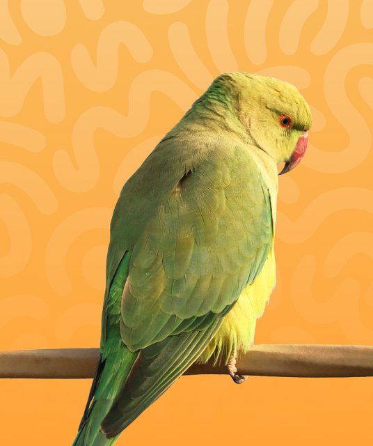 Parrots